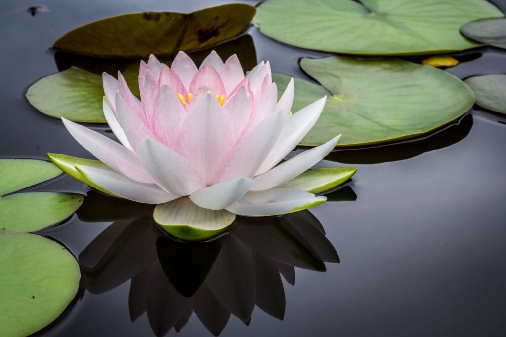A Black Lotus Blossom: My First Yoga Experience
